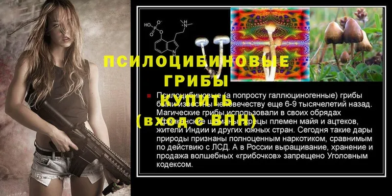 darknet телеграм  Егорьевск  Псилоцибиновые грибы Cubensis 